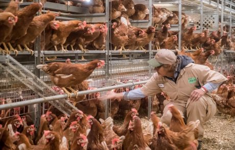 Morning Fresh Farms Employees Chicken Barn