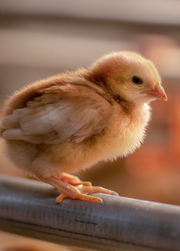 Morning Fresh Farms Little Chick