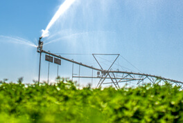 Morning Fresh Farms field